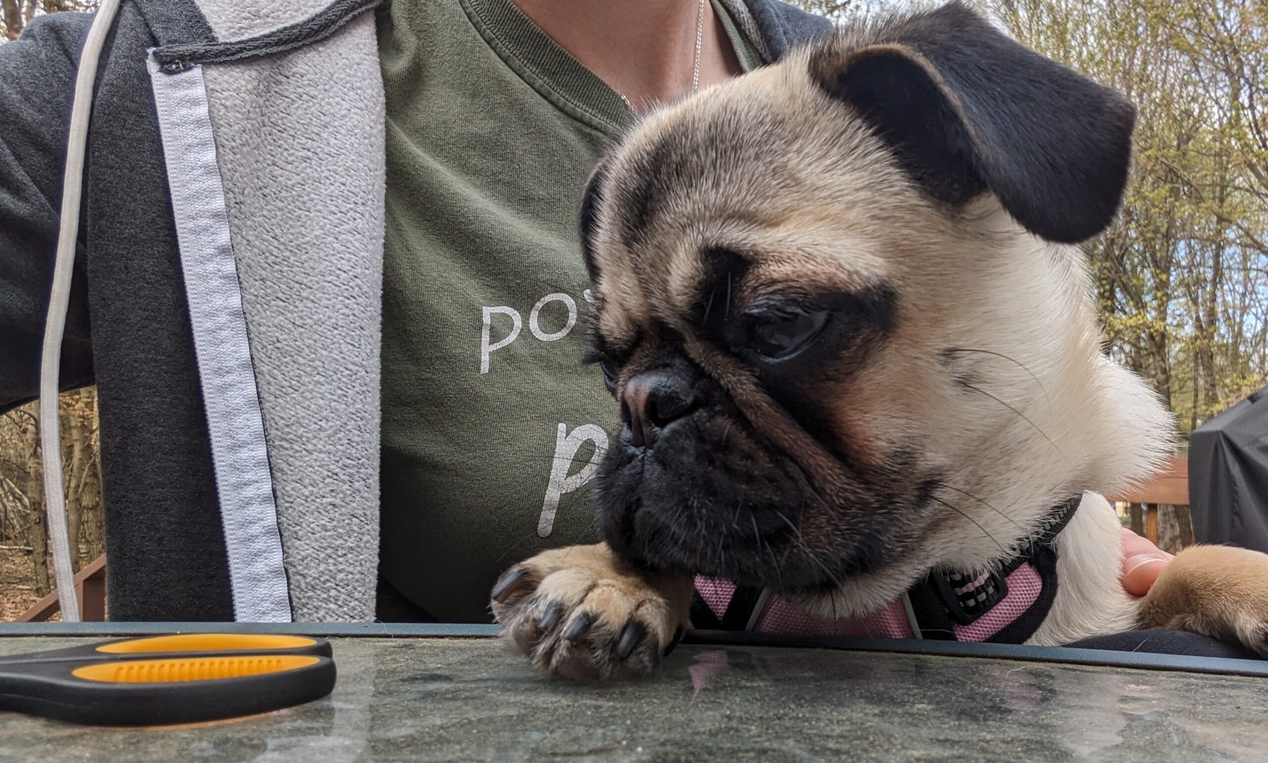 Are all pugs aggressive for nail trims?