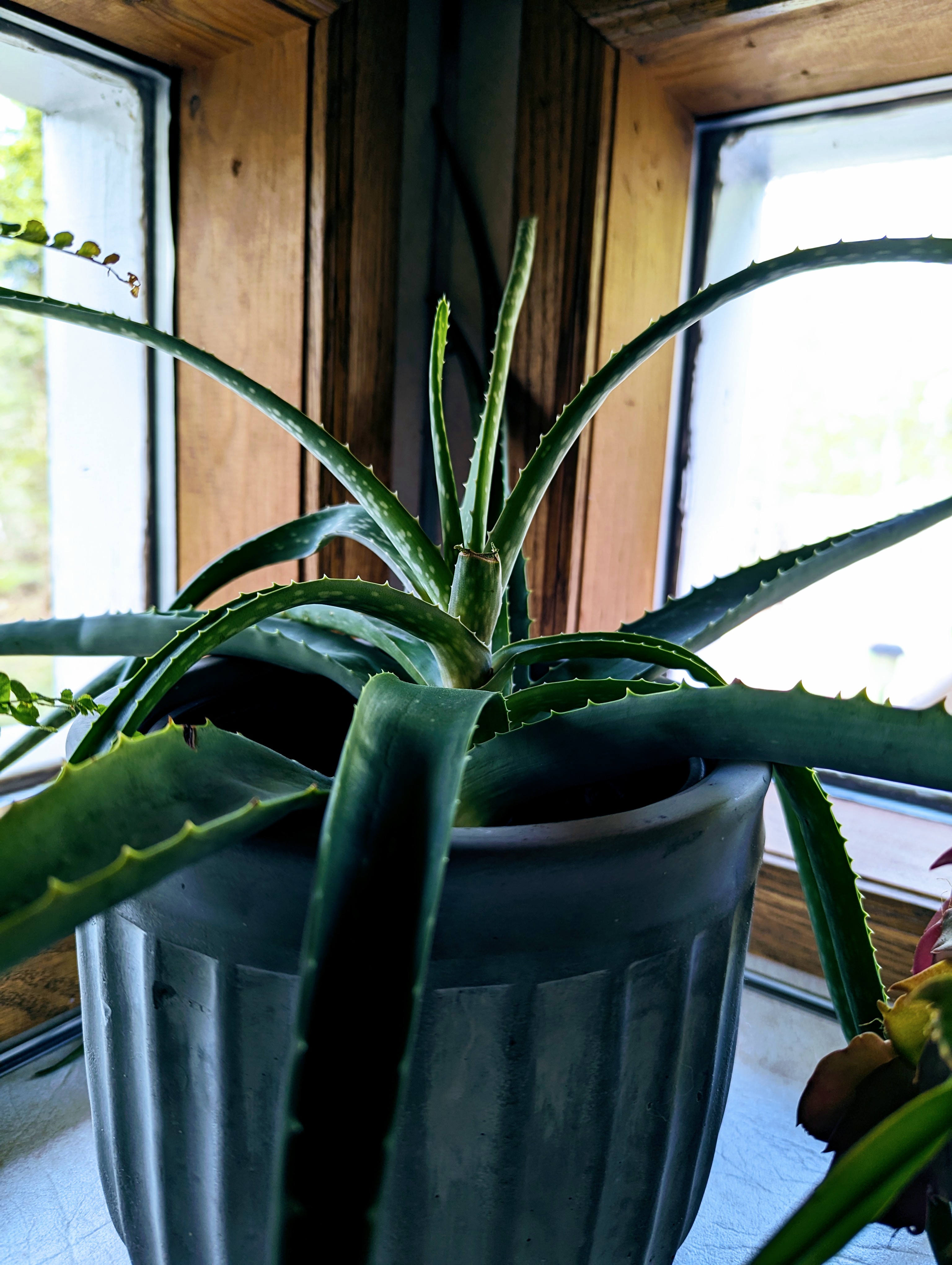 Is Aloe Vera Safe for Your Pets?